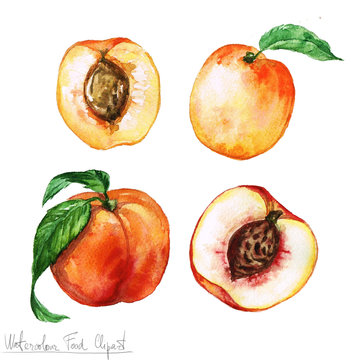 Watercolor Food Clipart - Apricot and Peach