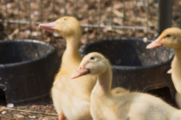 Young duck. Little yellow duckling on the farm