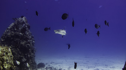 Obraz na płótnie Canvas reef shark