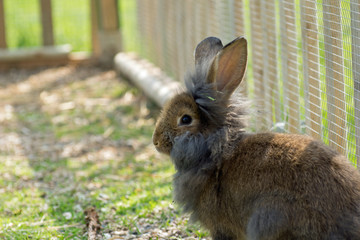 Brauner Hase Portrait