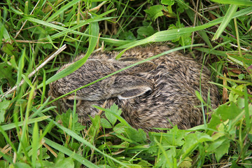 Naklejka premium Junger Feldhase im Gras versteckt