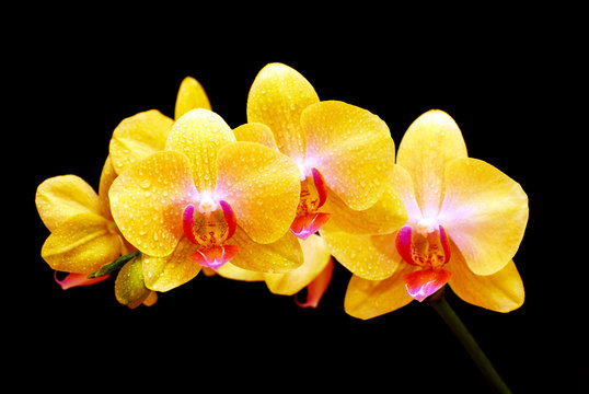 Fototapeta close up of a beautiful yellow orchid (Phalaenopsis) blooming with drops of dew on black background  