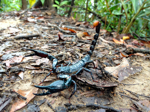 scorpion in nature habitat