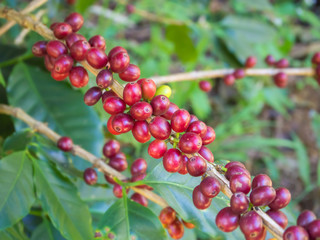 Coffee beans on trees