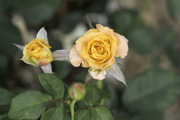 Yellow rose on blurred background .