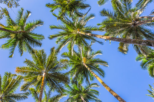 sous la cime des palmiers géants, Anse des Cascades, Piton Sainte-Rose, île de la Réunion 