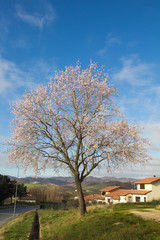 Obraz premium Pianta di mandorlo in fiore