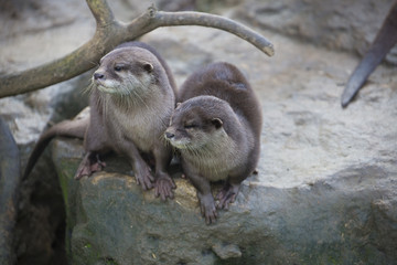 Family Oriental small-clawed otter, Amblonyx cinerea, during games