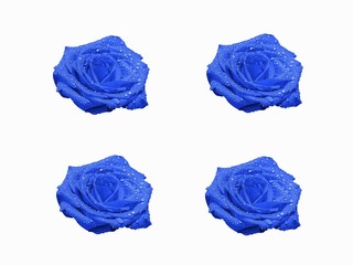 Roses, flowers