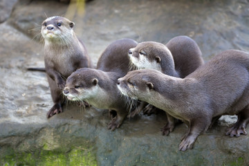 Family Oriental small-clawed otter, Amblonyx cinerea, during games