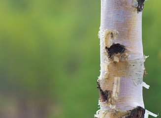 green blurred background with a trunk of birch