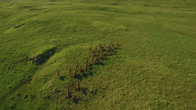 Dramatic aerial shot of a herd of deer running across grass in the Scottish highlands
