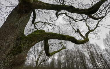 Tree covered with moss in forest