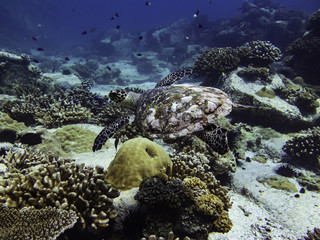 sea turtle