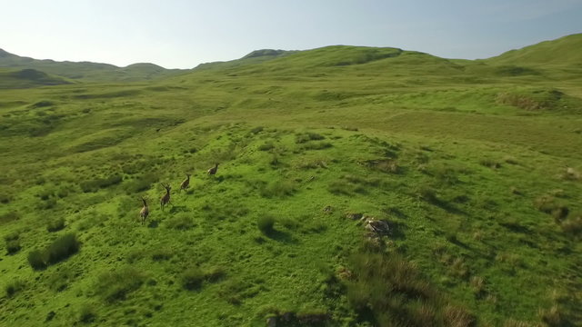 Dramatic aerial shot of a herd of deer running across grass in the Scottish highlands
