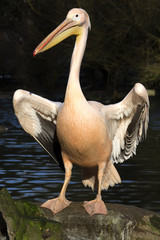 Great White Pelican, Pelecanus onocrotalus, basking in the winter sun