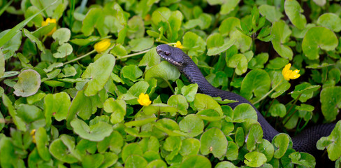 black viper in the green grass