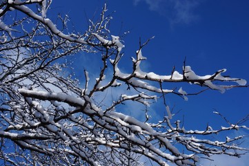 Snow and ice on tree branches after a winter storm on a blue sky 

