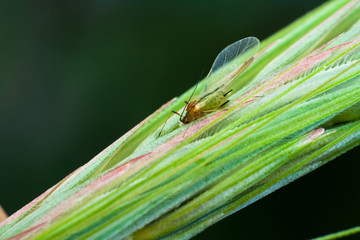 small aphid