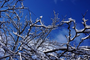 Snow and ice on tree branches after a winter storm on a blue sky