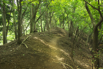 奥武蔵二子山の登山道