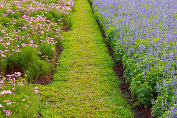 Lavender flowers