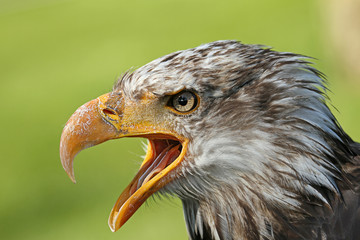 Junger Weißkopfseeadler