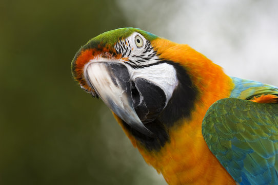 Fototapeta Gelbbrust-Ara (Ara ararauna), Porträt