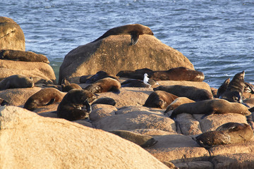 Fototapeta na wymiar Seelöwen am Cabo Polonio