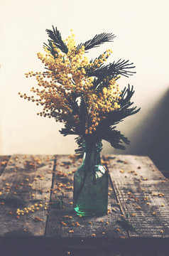 Bunch of mimosa in green bottle on rustic wooden table