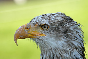 Junger Weißkopfseeadler
