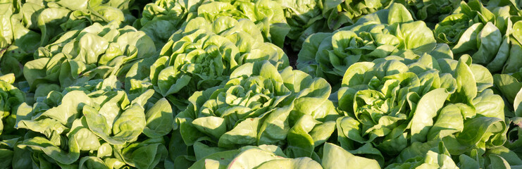Rows of fresh lettuce plants on a fertile field, ready to be harvested