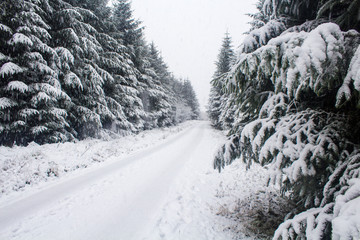 Obraz premium Snowy Path Through Forest
