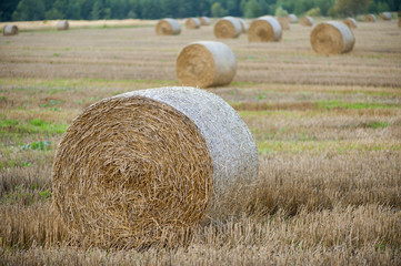 Staw bales on fields at harvesting time