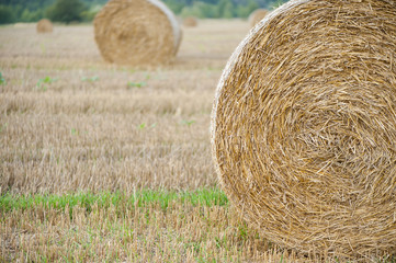 Staw bales on fields at harvesting time