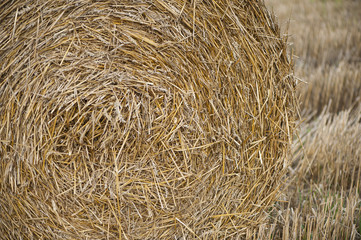 Staw bales on fields at harvesting time