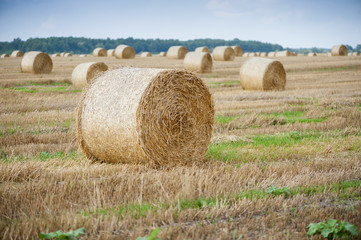 Fototapeta na wymiar Staw bales on fields at harvesting time