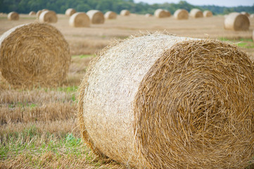 Staw bales on fields at harvesting time