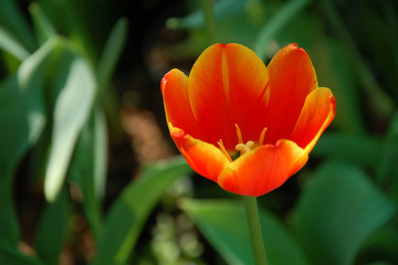 Bright red tulip