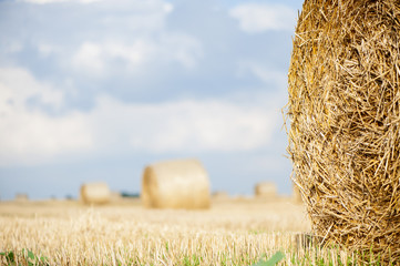 Staw bales on fields at harvesting time © neupokoev