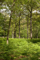 Fototapeta na wymiar forêt arbre fougère nature tronc vert protéger