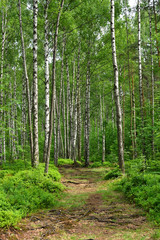 Obraz premium Birch trees in forest