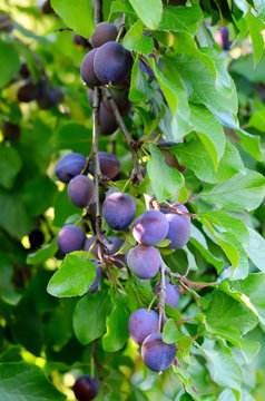 Plums on a tree