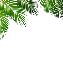 Naklejka premium Palm Leaf Vector Background Illustration
