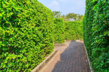 Fototapeta na wymiar trees wall in Suanluang RAMA IX park