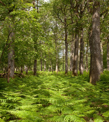 Fototapeta premium forêt arbre fougère nature tronc vert protéger environnement