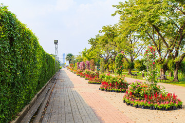 trees wall in Suanluang RAMA IX park