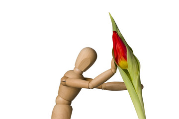Wooden mannequin and red tulip isolated on white background