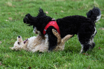 Havanese