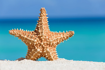 Fototapeta na wymiar Seashell on caribbean sandy beach